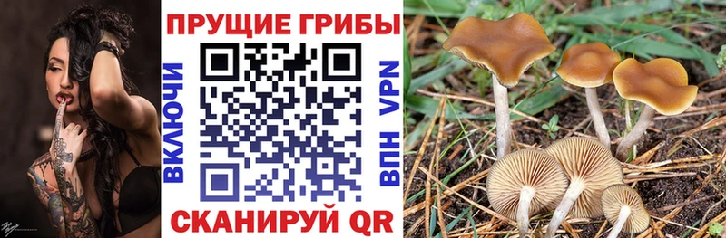что такое   Шиханы  Галлюциногенные грибы Psilocybe 